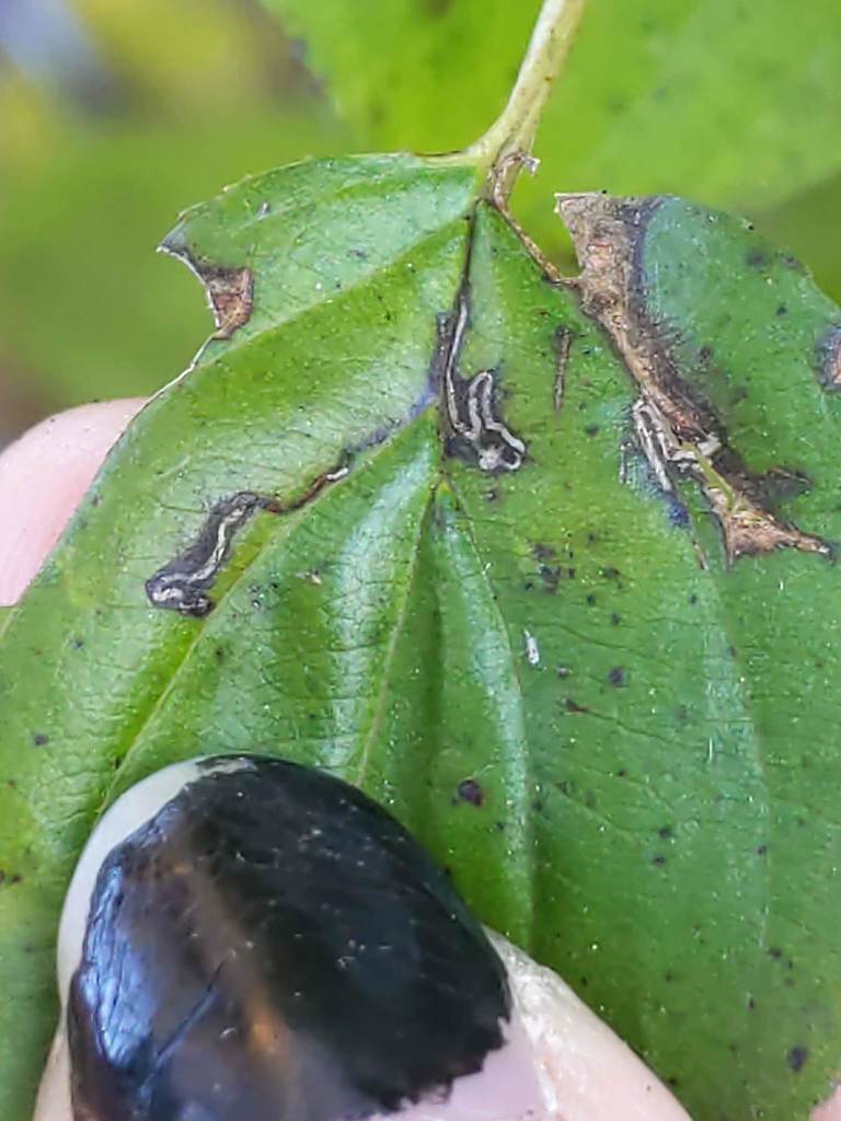 Stigmella rhamnicola