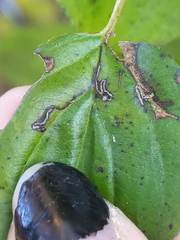 Stigmella rhamnicola
