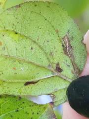 Stigmella rhamnicola
