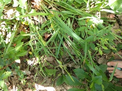 Carex flaccosperma