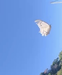 Morpho polyphemus polyphemus