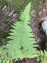 Dennstaedtia