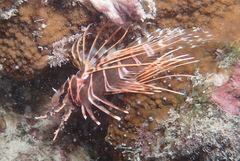 Pterois sphex