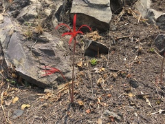 Sprekelia formosissima