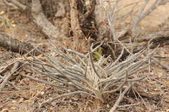 Astrophytum caput-medusae