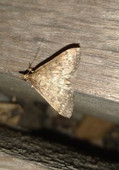 Proternia philocapna