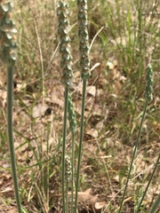 Plantago helleri
