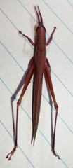 Leptysma marginicollis