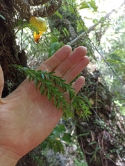 Tmesipteris sigmatifolia