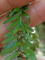 Tmesipteris sigmatifolia