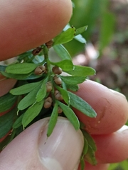 Tmesipteris sigmatifolia