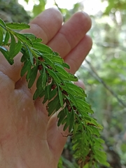 Tmesipteris sigmatifolia