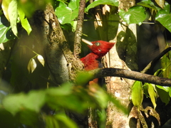 Campephilus rubricollis