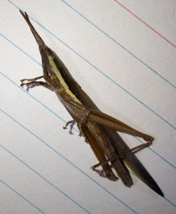 Leptysma marginicollis