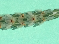 Plantago helleri