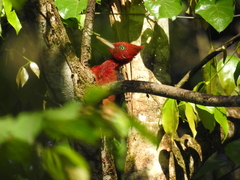 Campephilus rubricollis