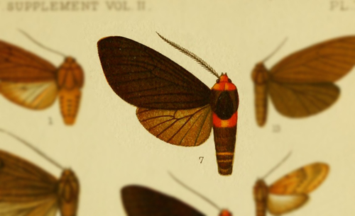 Elysius atrobrunnea