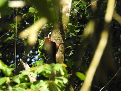 Campephilus rubricollis