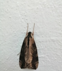 Lepidoptera