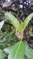 Miconia squamulosa
