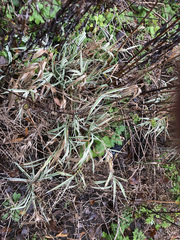 Phalaris arundinacea picta