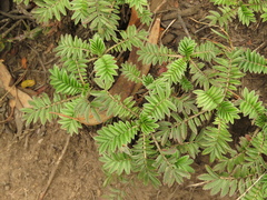 Acaena elongata