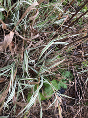 Phalaris arundinacea picta