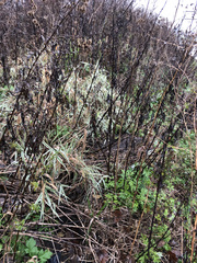 Phalaris arundinacea picta