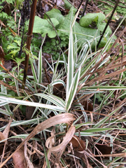 Phalaris arundinacea picta