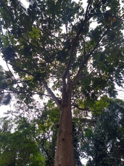 Centrolobium tomentosum