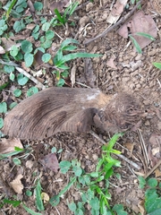 Centrolobium tomentosum