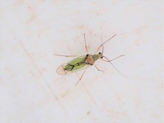 Felisacus elegantulus