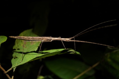 Sipyloidea larryi