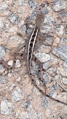 Leiosauridae