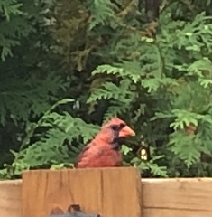 Cardinalis cardinalis