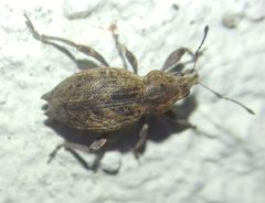 Elytrodon bidentatus