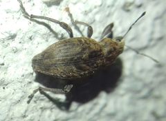 Elytrodon bidentatus