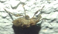 Elytrodon bidentatus