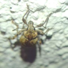 Elytrodon bidentatus