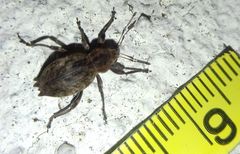 Elytrodon bidentatus