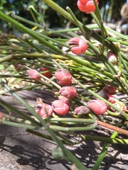Ephedra tweedieana