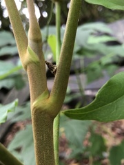 Striglocyrbasia meguae