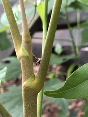 Striglocyrbasia meguae