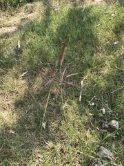 Bothriochloa bladhii