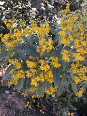 Verbesina liebmannii