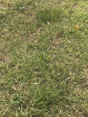 Bothriochloa bladhii