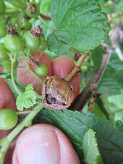 Cecidophyopsis ribis