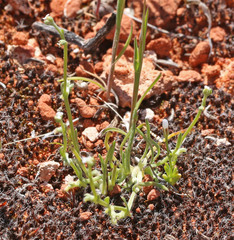 Pectocarya heterocarpa