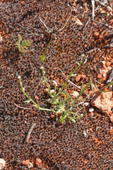 Pectocarya heterocarpa