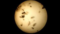 Penilia